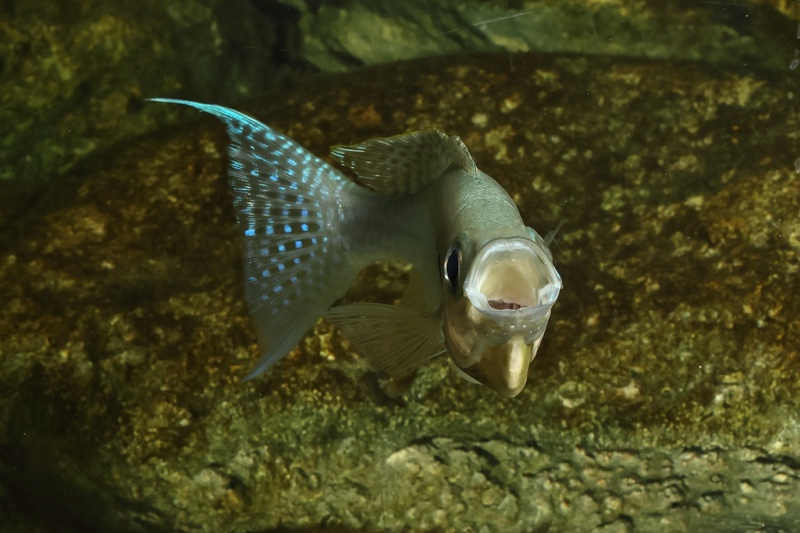 Haplotaxodon microlepis 'Cape Kabogo'
